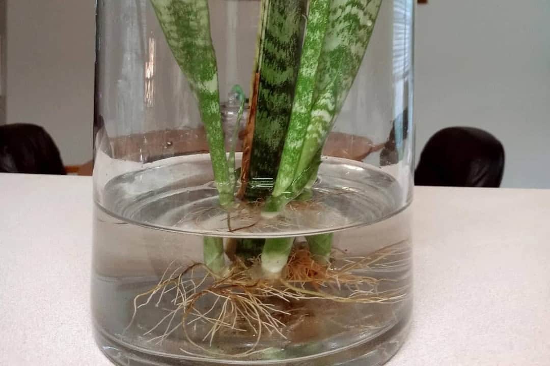 how-to-grow-snake-plant-in-water-houseplant-alley