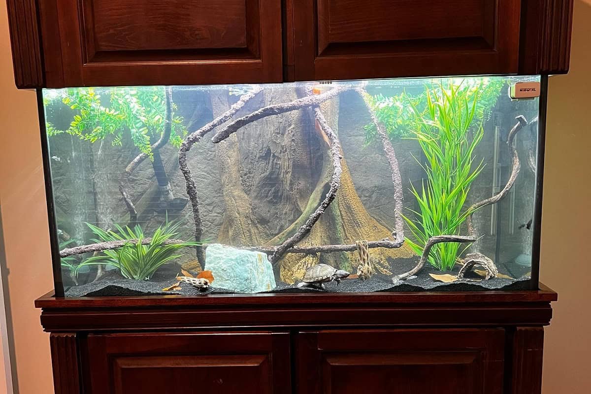 What Plants Are Good For Turtle Tanks? Houseplant Alley
