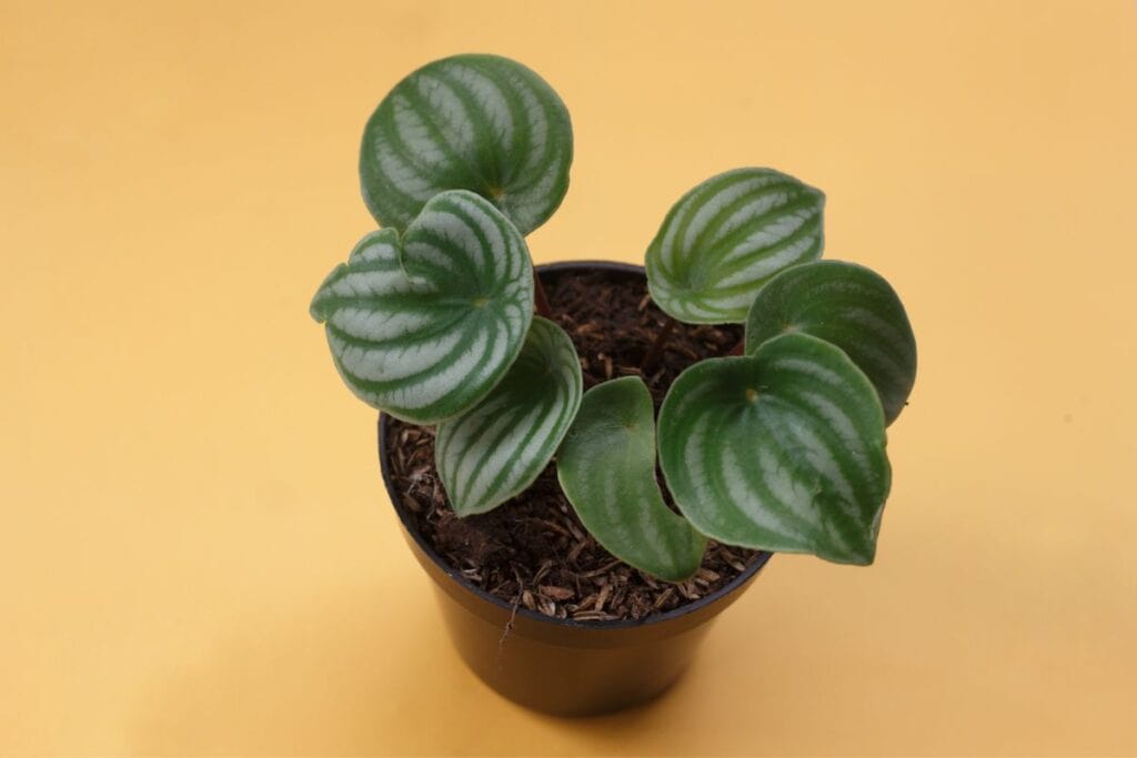 peperomia plant