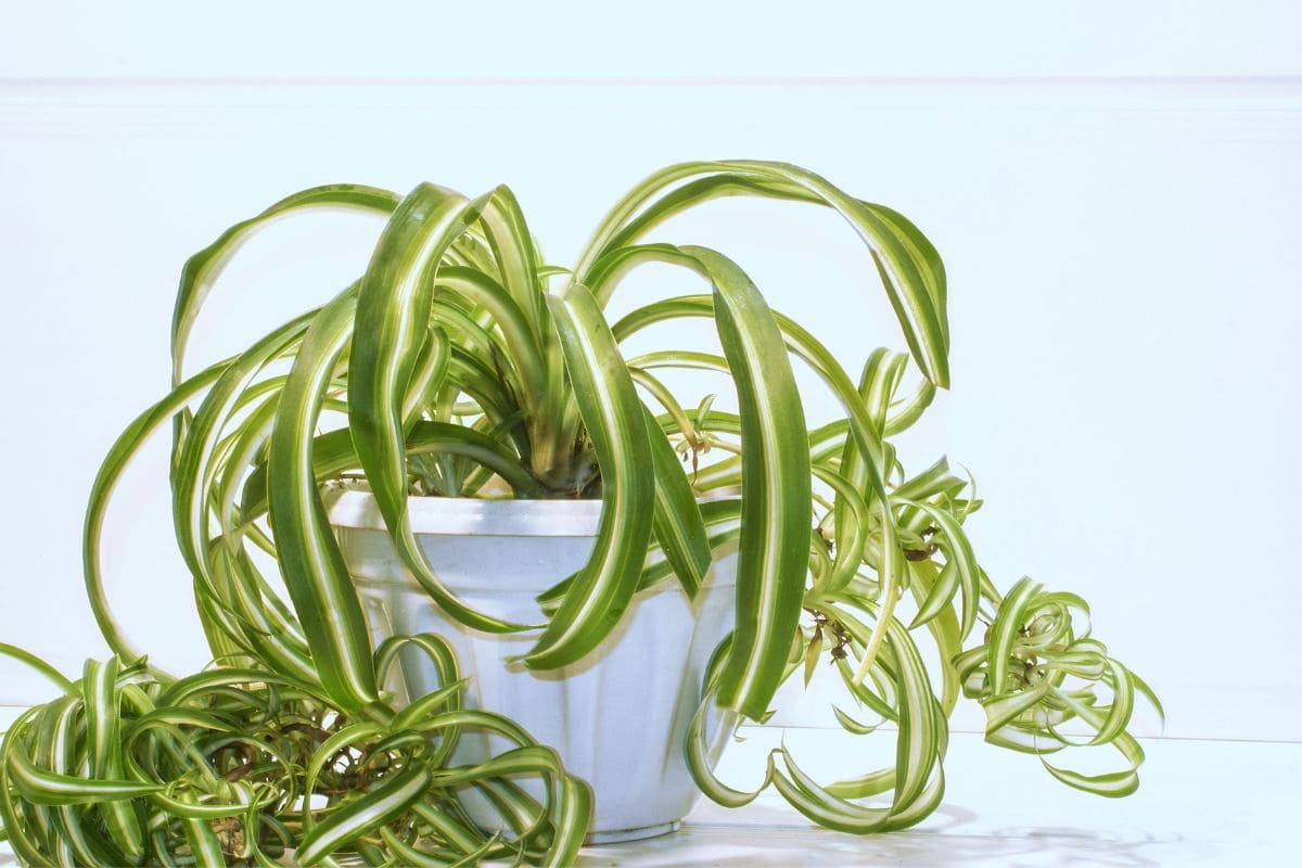 30 Best Dehumidifying Plants For Bathrooms | Houseplant Alley