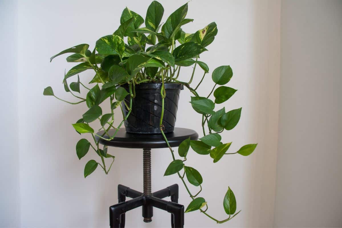 25 Best Plants For Rooms Without Windows Houseplant Alley