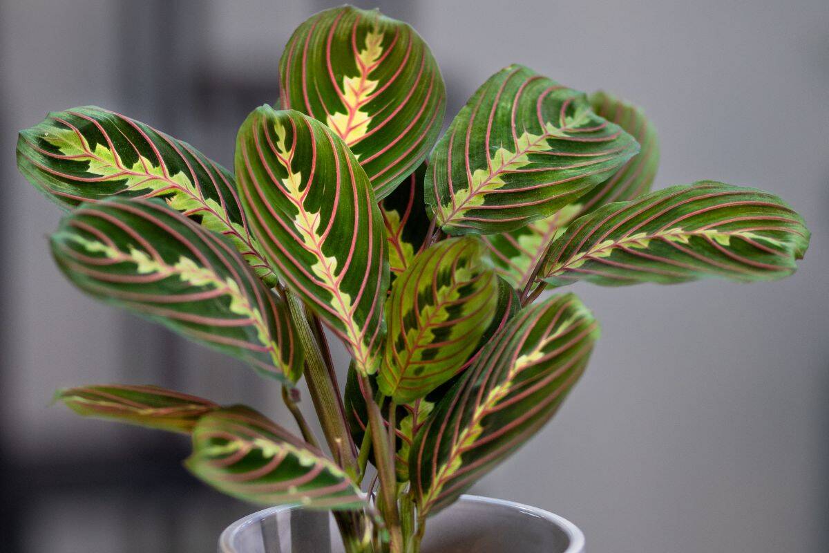 25 Best Plants For Rooms Without Windows Houseplant Alley