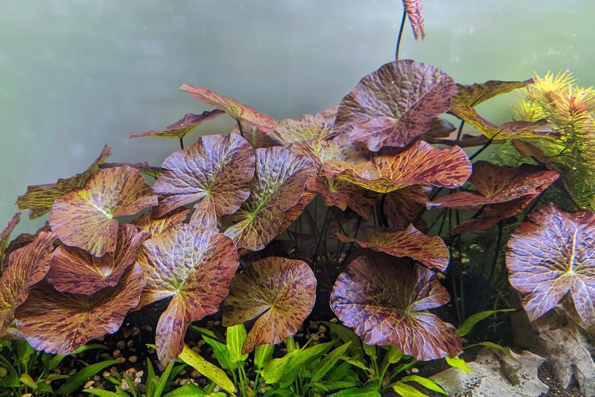 Can Plants Grow In Gravel Aquarium? Houseplant Alley