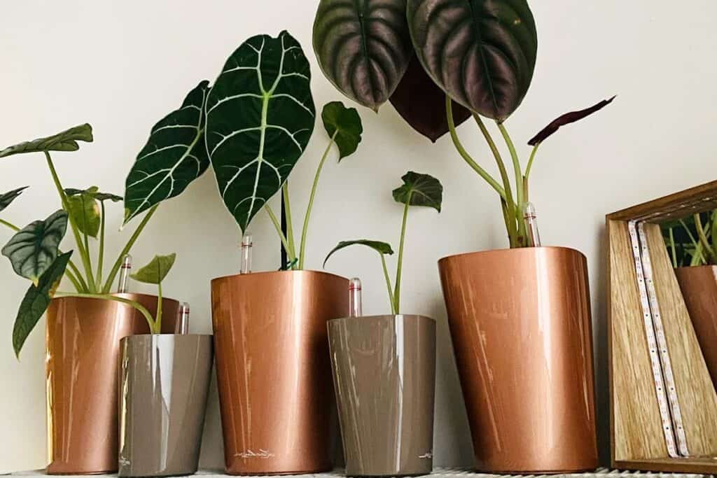 Are SelfWatering Pots Good For Indoor Plants? Houseplant Alley