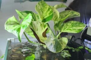 how to grow pothos in aquarium