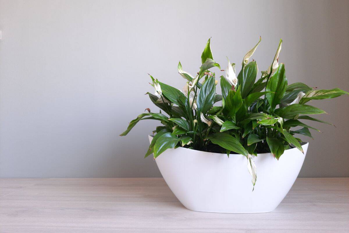 25 Best Plants For Rooms Without Windows Houseplant Alley