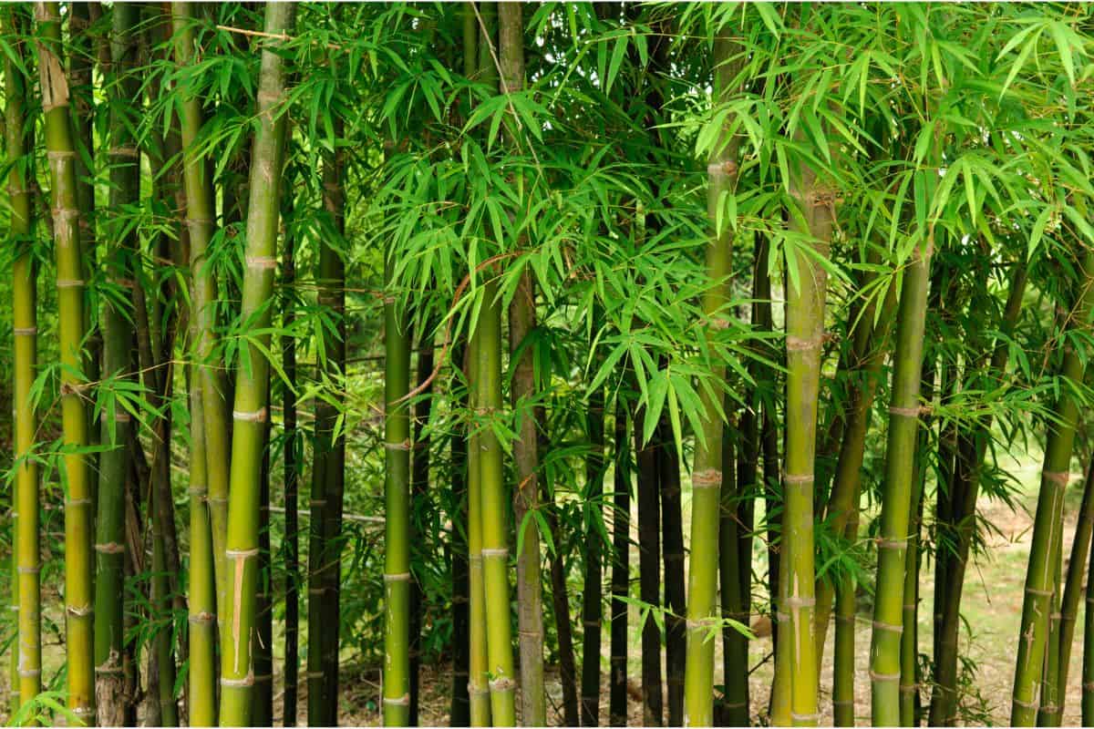 How To Grow Bamboo From Seed Houseplant Alley