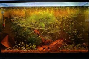 plants for blackwater aquarium