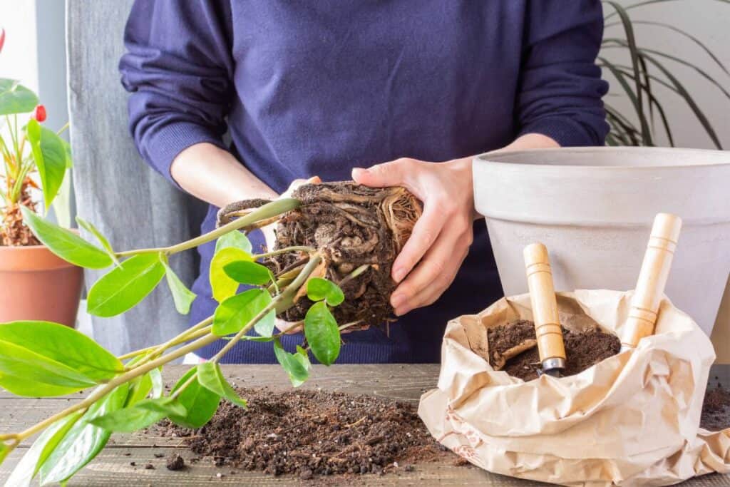 repotting root bound zz plant