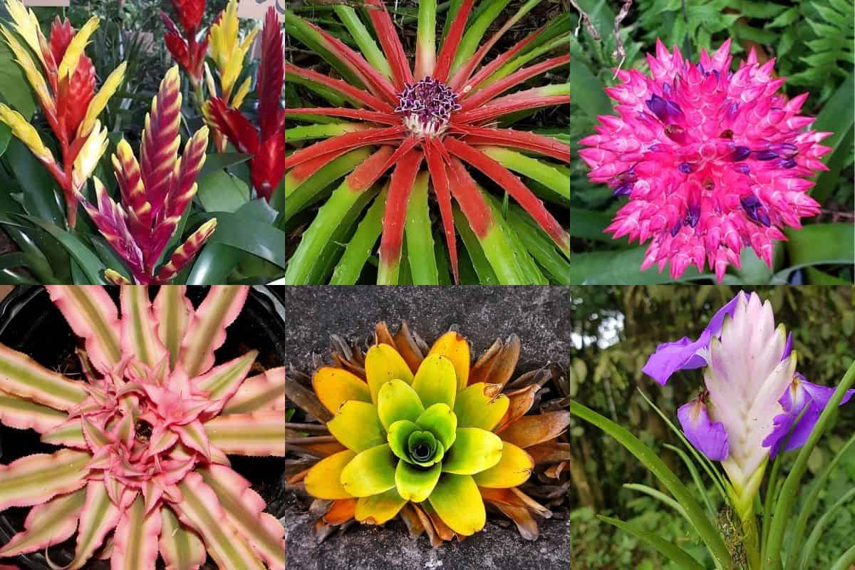 200 Types Of Bromeliads (With Pictures) Houseplant Alley