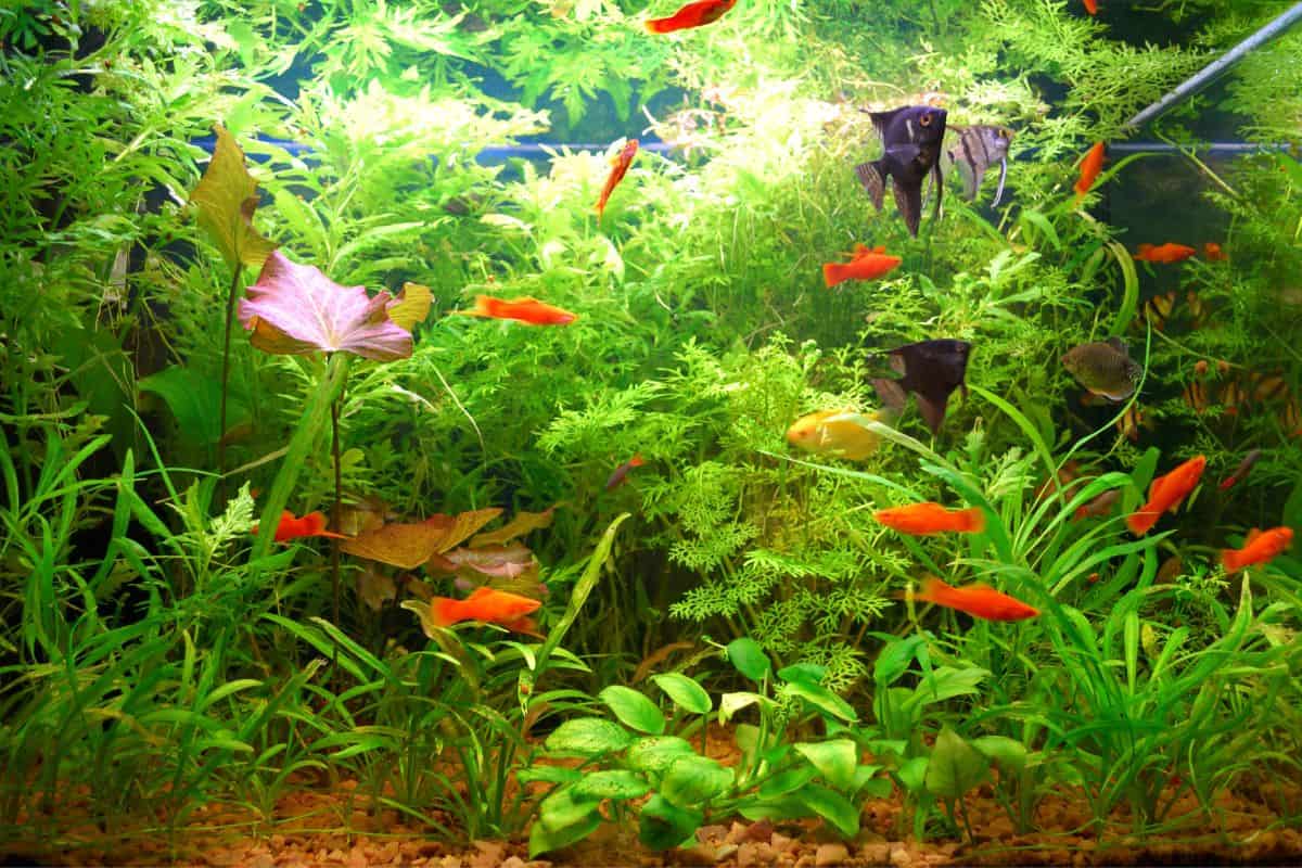 Why Are My Aquarium Plants Dying? 10 Reasons Houseplant Alley