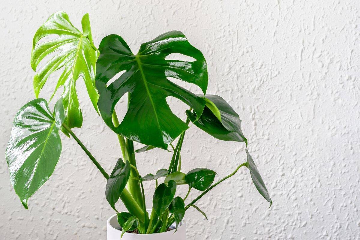 19 Best Indoor Plants For Arizona Houseplant Alley