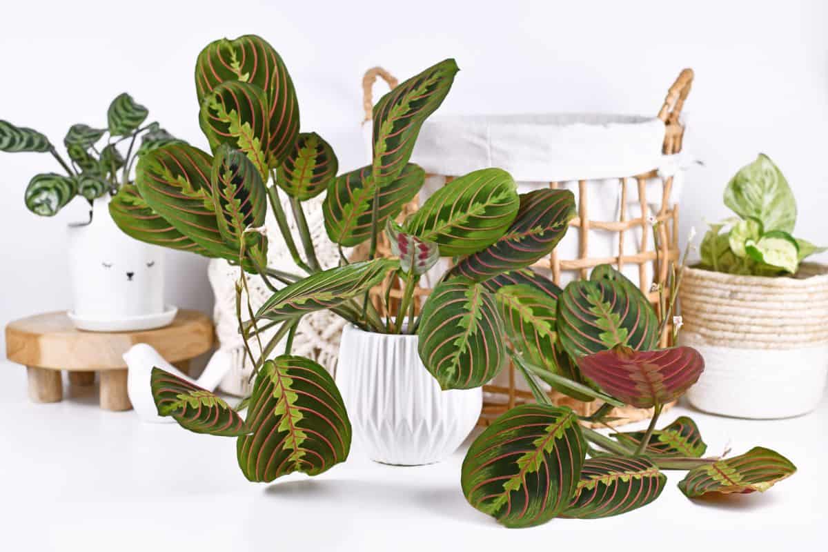 Do Prayer Plants Like Humidity? Houseplant Alley