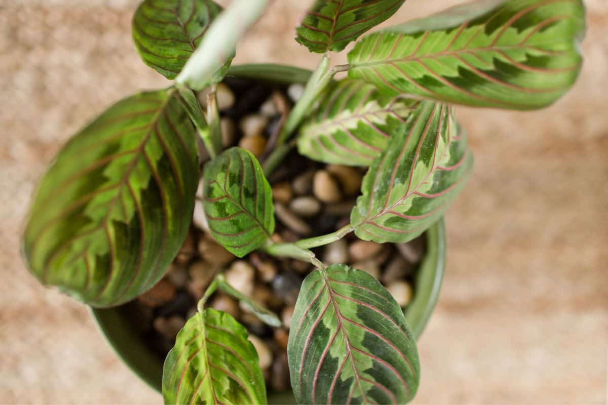 Why Do Prayer Plants Close At Night? Houseplant Alley