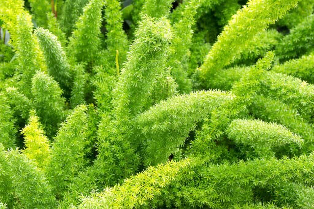 Asparagus Fern for terrariums