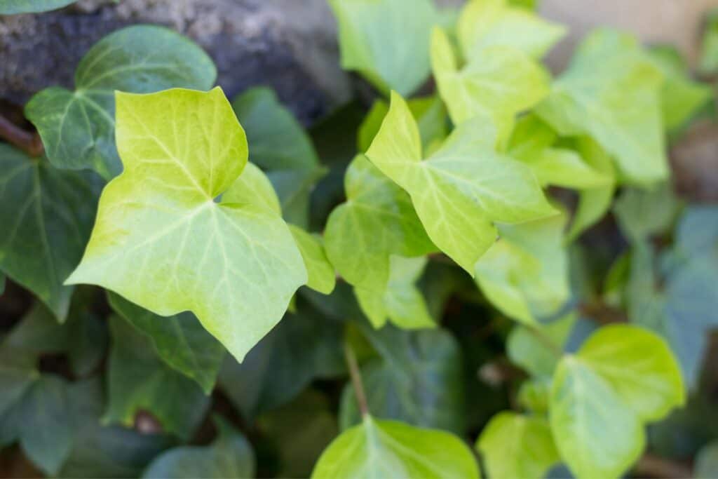 english ivy for terrariums