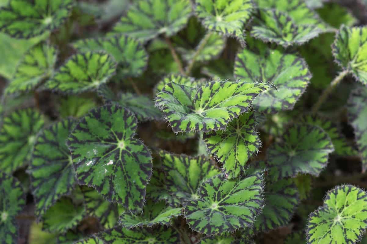 Eyelash Begonia Care Guide (Begonia bowerae) Houseplant Alley