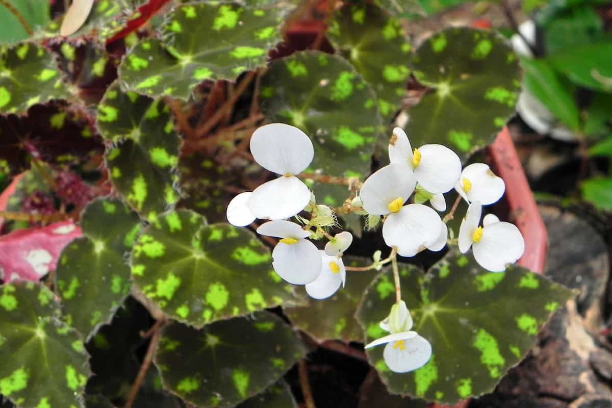 Eyelash Begonia Care Guide (Begonia bowerae) Houseplant Alley
