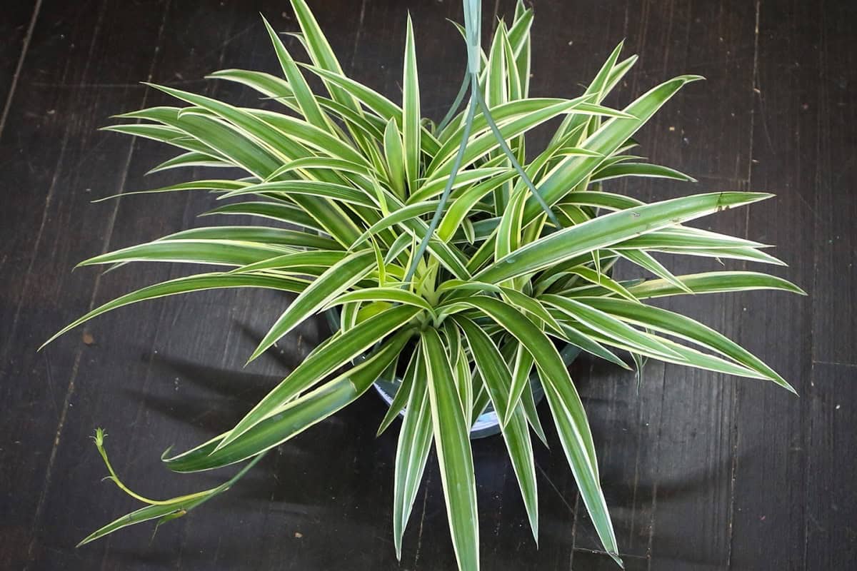 19 Types Of Spider Plants (With Pictures) | Houseplant Alley