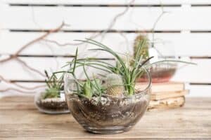 best terrarium plants for low light