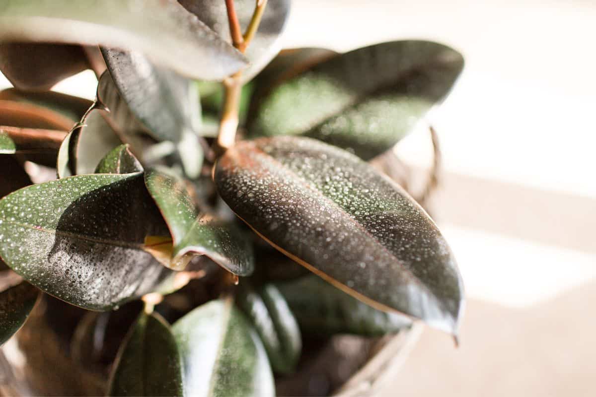 Do Rubber Plants Like Humidity? Houseplant Alley