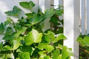 how to make ivy grow faster