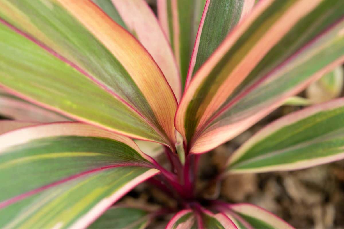 Palm Lily Care Guide For Beginners Houseplant Alley