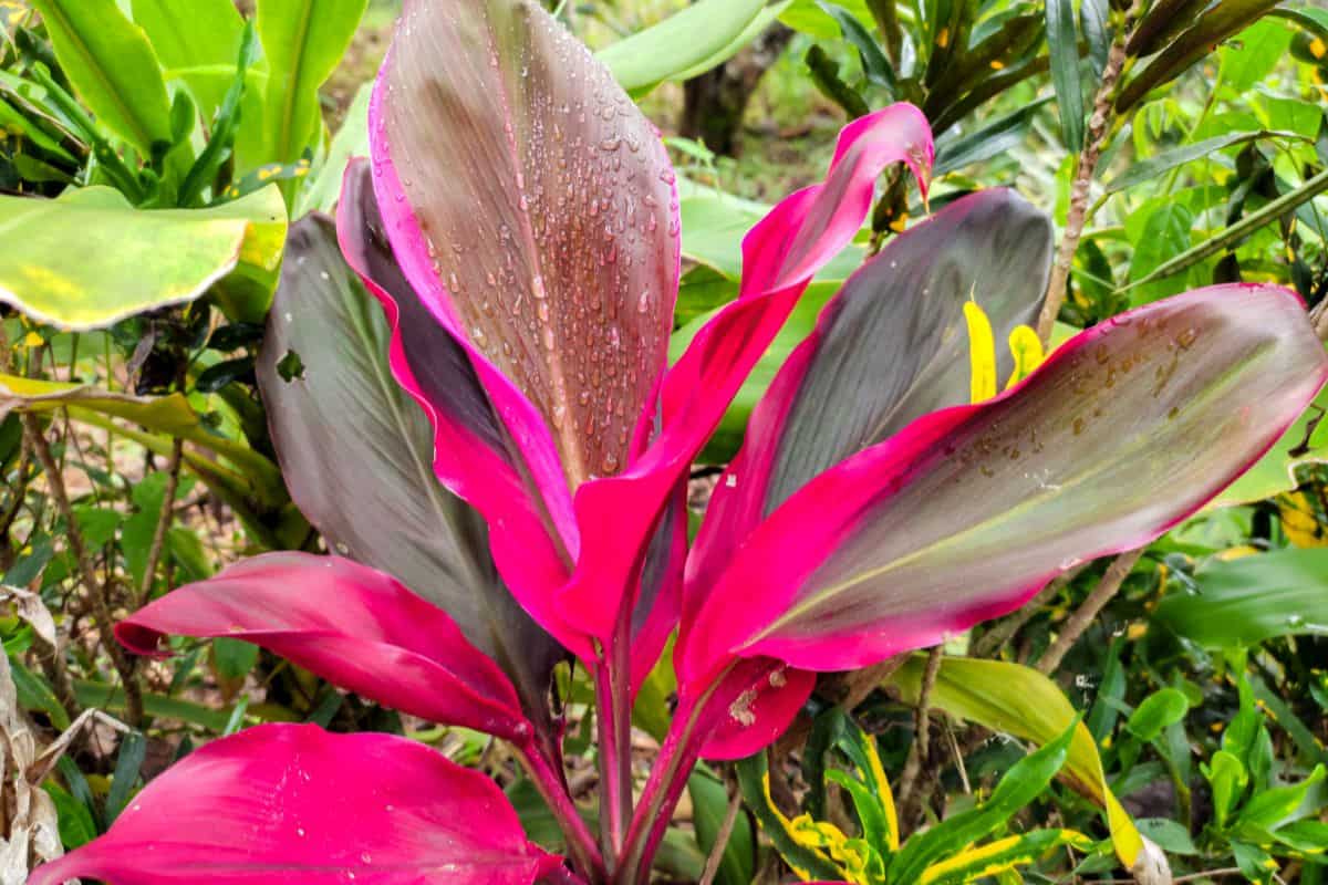 Palm Lily Care Guide For Beginners Houseplant Alley