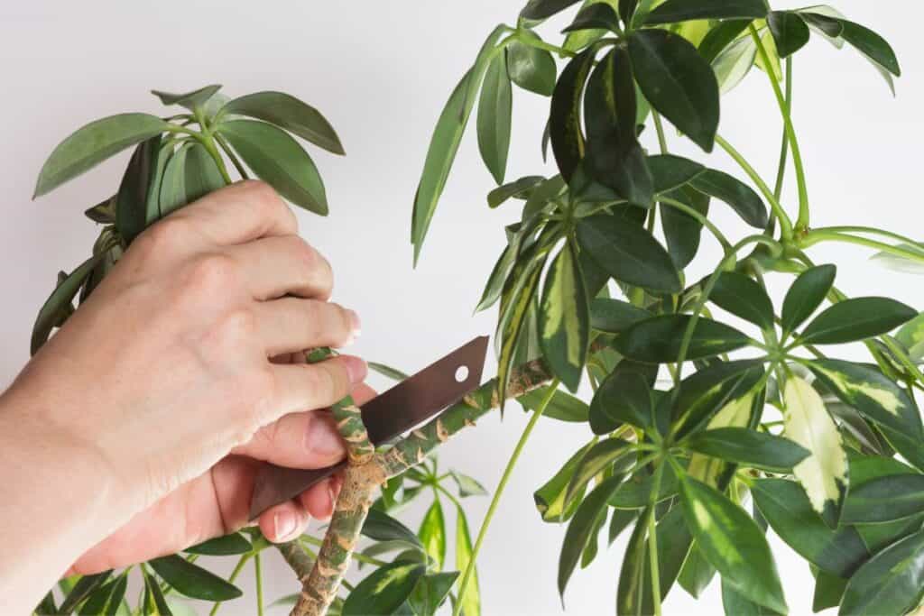 propagating umbrella plant