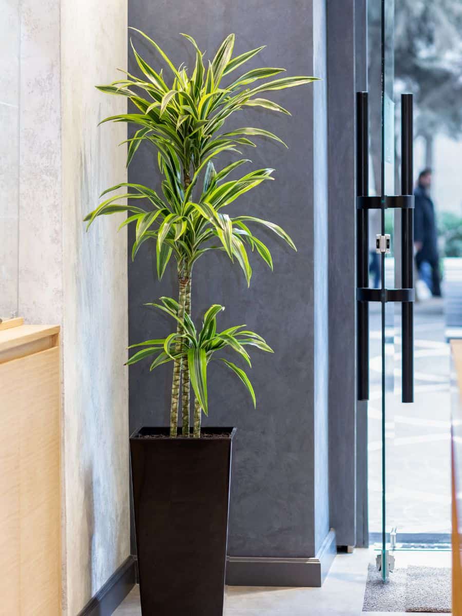 25 Best Tall Plants For Balcony Privacy Houseplant Alley