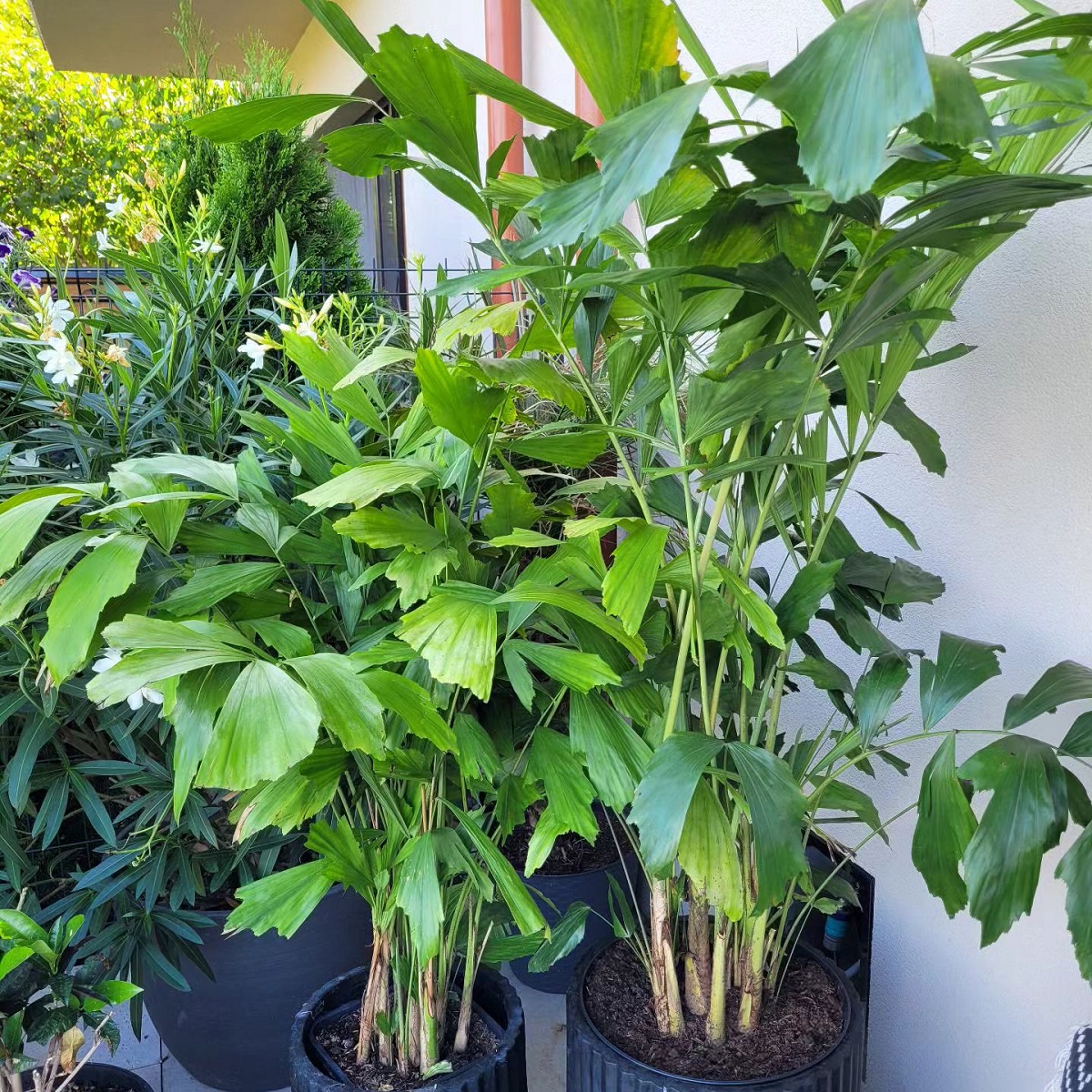 25 Best Tall Plants For Balcony Privacy Houseplant Alley