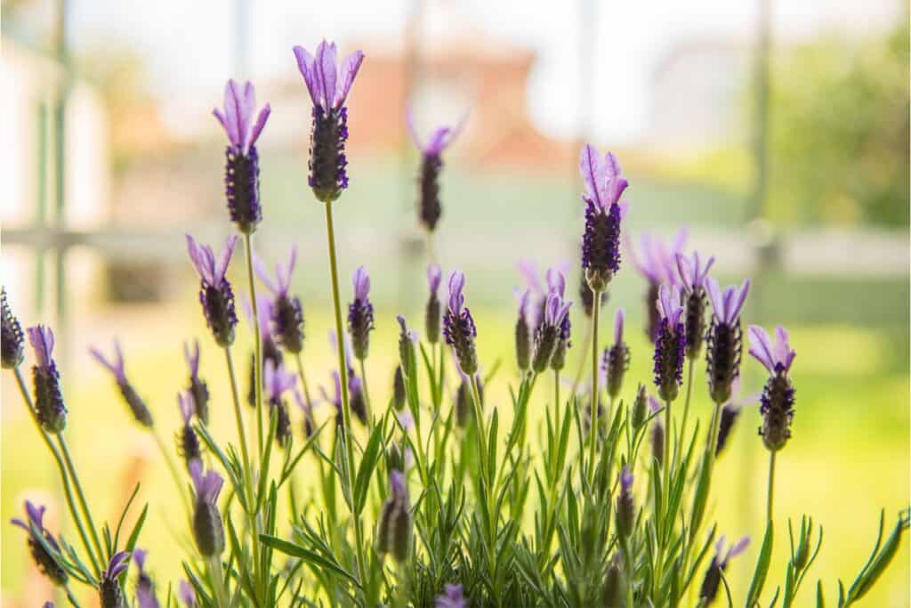 Lavender for balcony privacy