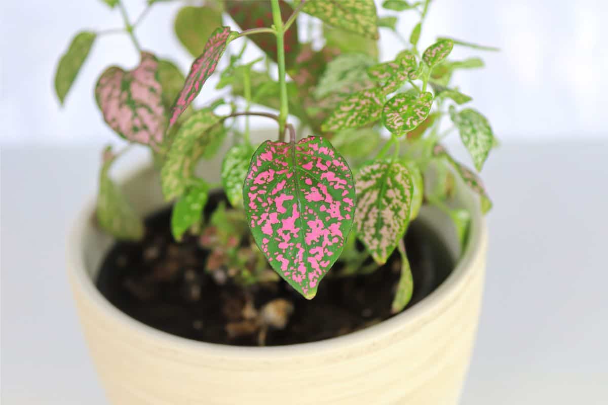 Are Polka Dot Plants Toxic To Dogs? Houseplant Alley