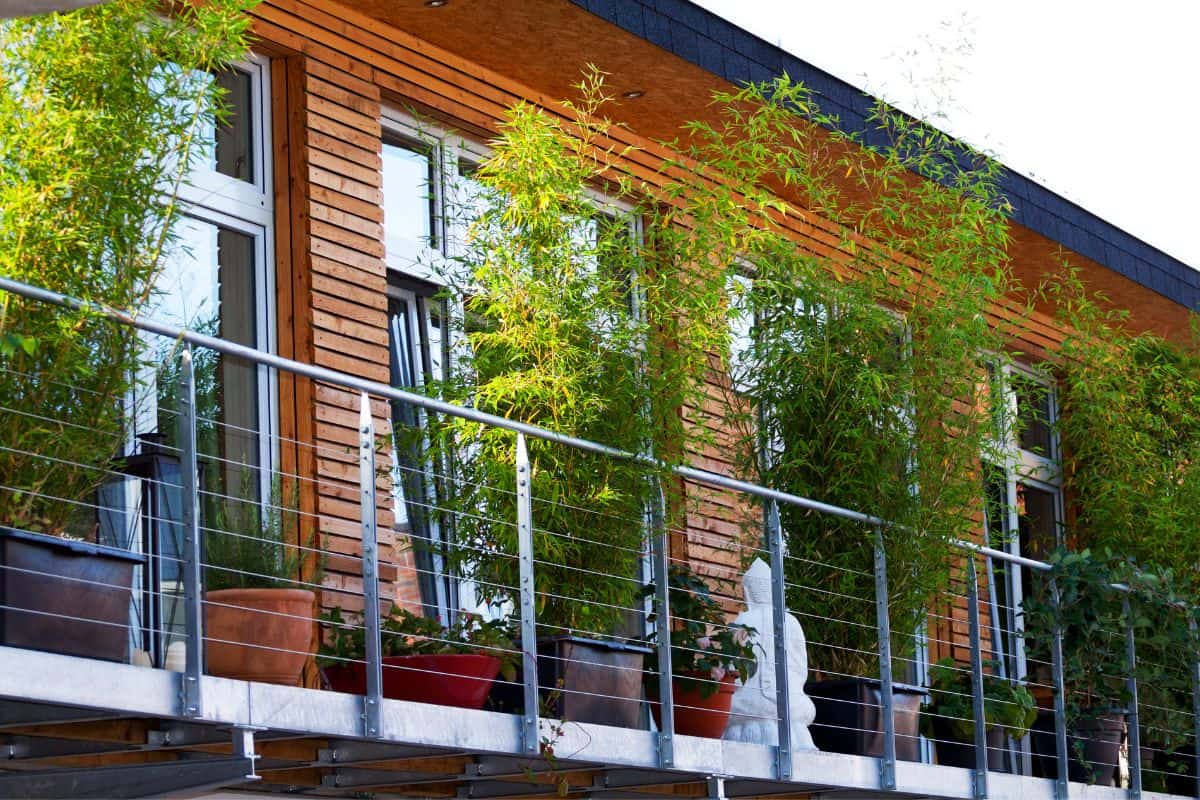 25 Best Tall Plants For Balcony Privacy Houseplant Alley