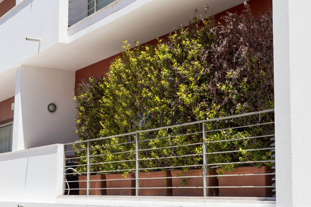 25 Best Tall Plants For Balcony Privacy Houseplant Alley