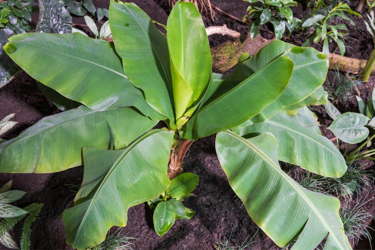 Are Palm Plants Toxic To Cats? (21 Types Of Palm) Houseplant Alley