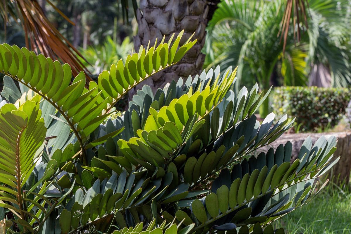 Are Palm Plants Toxic To Cats? (21 Types Of Palm) Houseplant Alley