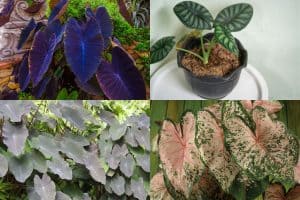 different elephant ear plants