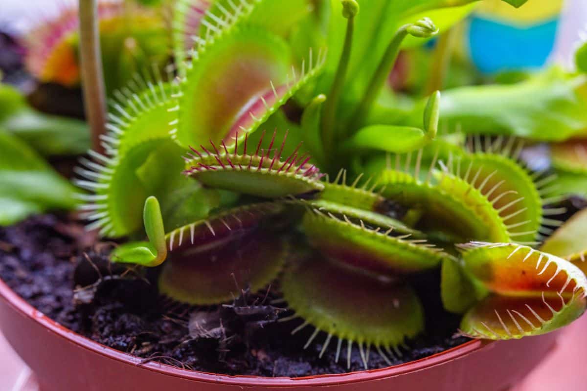 How To Make A Venus Flytrap Grow