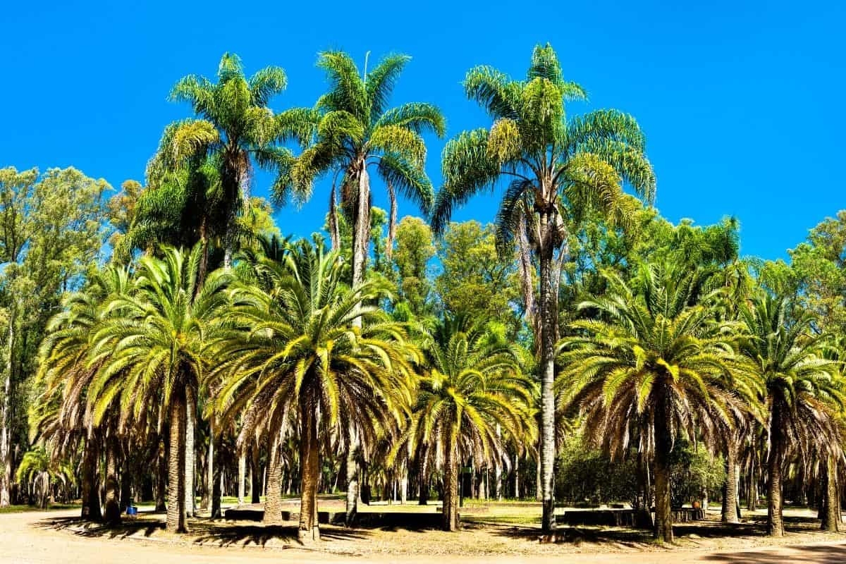 How Long Does It Take For Palm Trees To Grow? Houseplant Alley