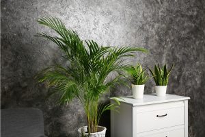 how to make areca palms grow faster