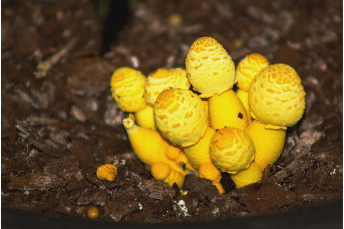 Why Are Mushrooms Growing In My House Plants? Houseplant Alley