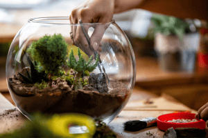 plants for open terrarium