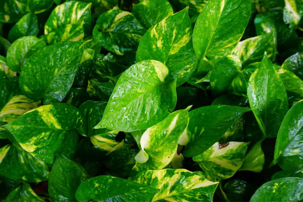 25 Best Live Plants For Reptile Terrarium Houseplant Alley