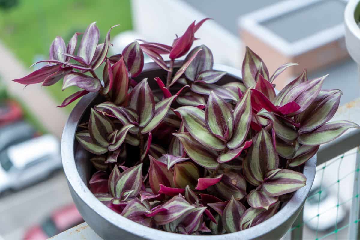 25 Best Live Plants For Reptile Terrarium Houseplant Alley