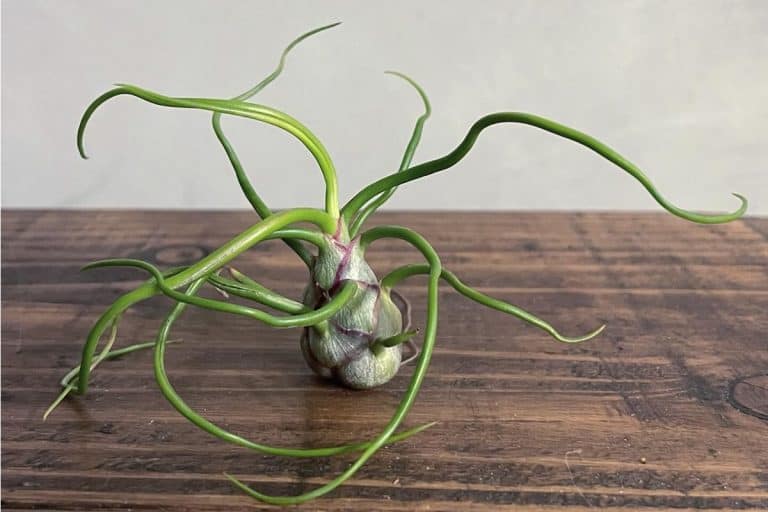 25 Best Live Plants For Reptile Terrarium Houseplant Alley