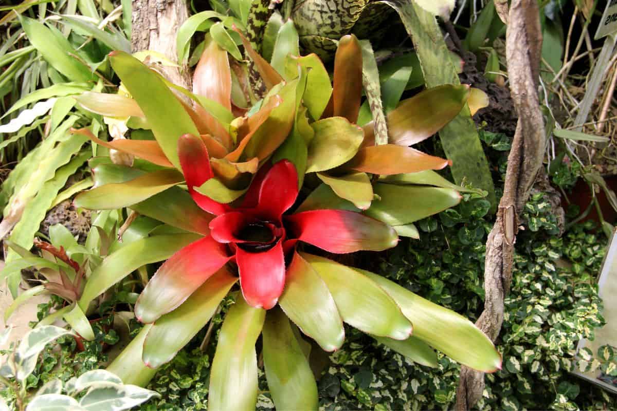 25 Best Live Plants For Reptile Terrarium Houseplant Alley