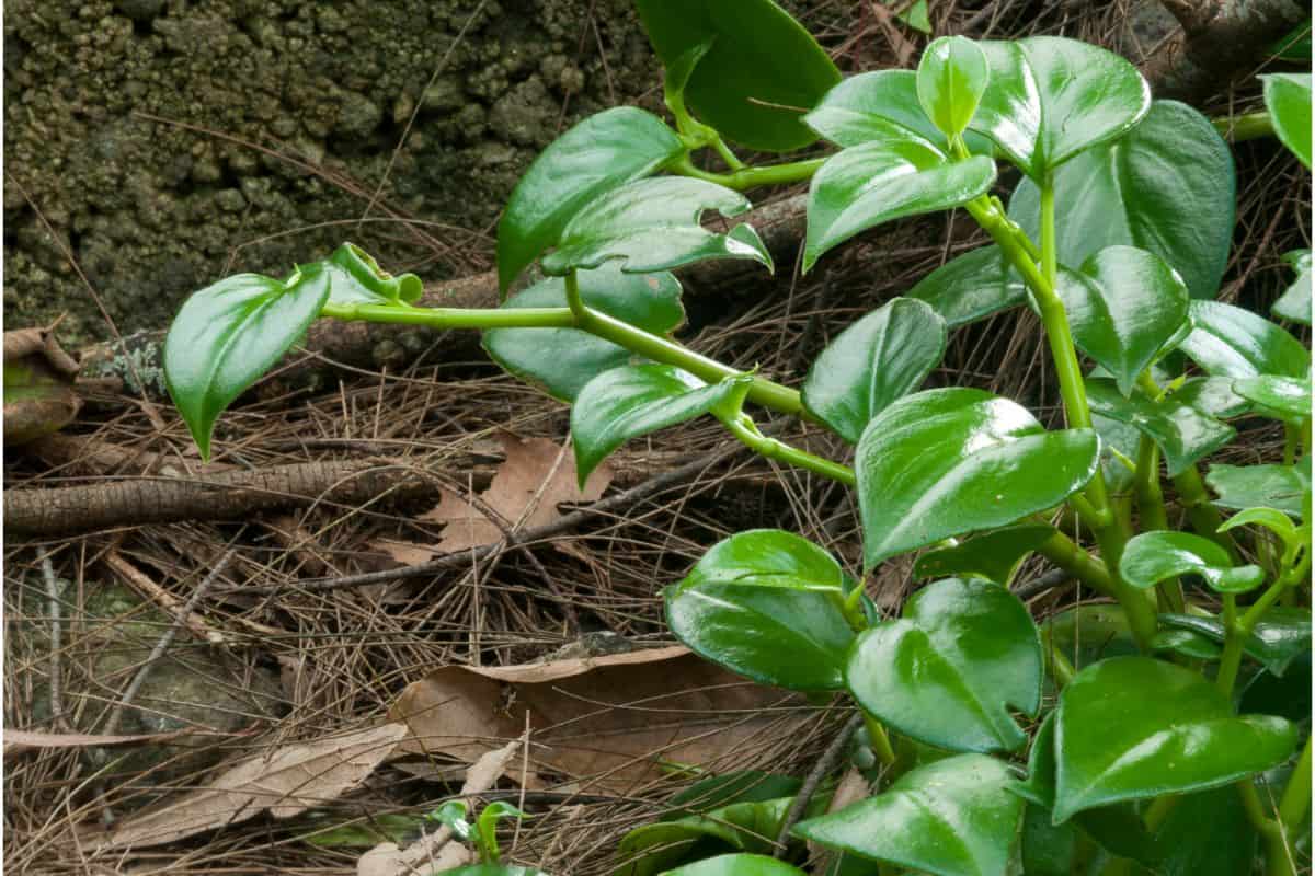 25 Best Live Plants For Reptile Terrarium Houseplant Alley