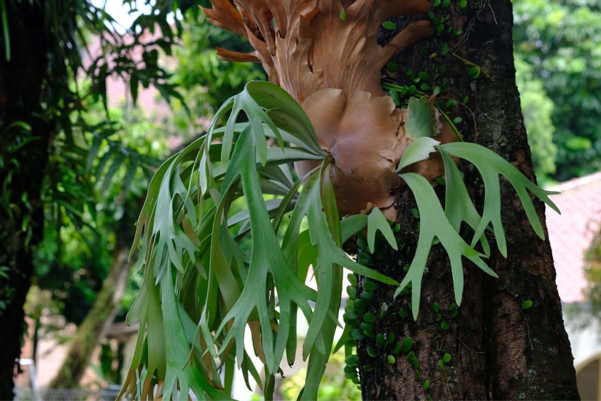 25 Best Live Plants For Reptile Terrarium Houseplant Alley