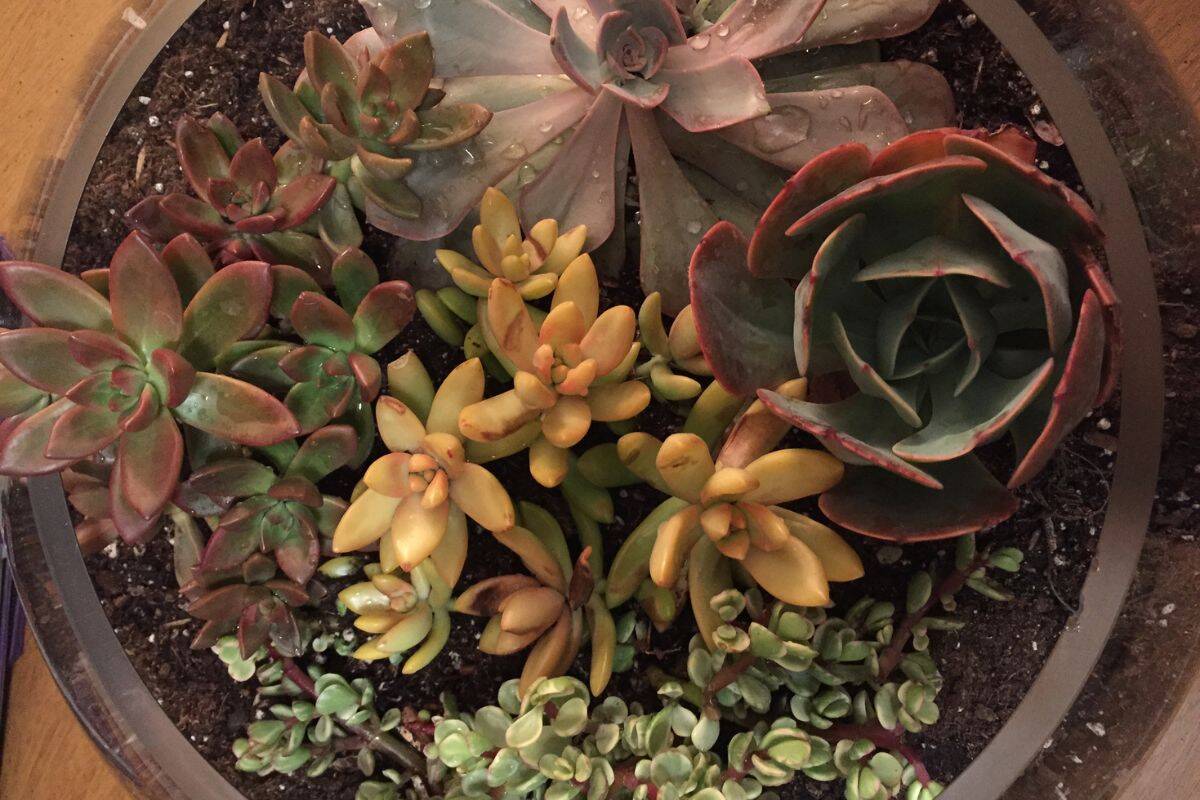 25 Best Live Plants For Reptile Terrarium Houseplant Alley